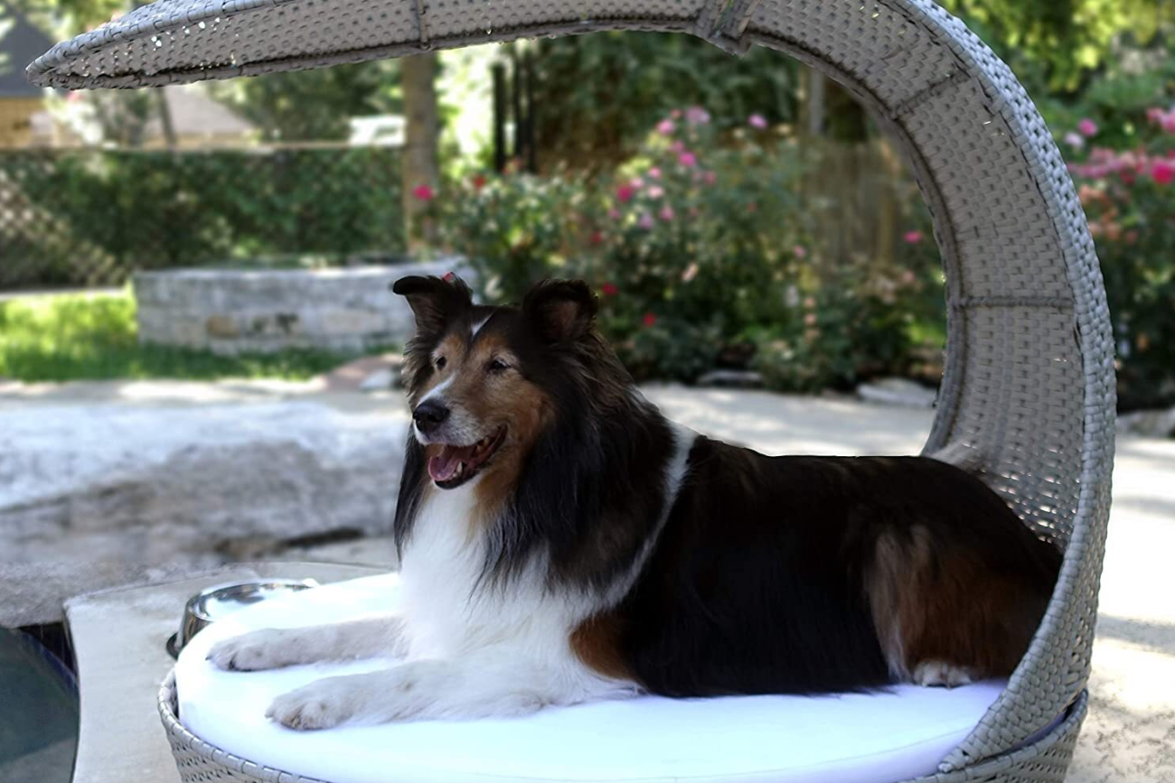 Dog Bed on the Porch