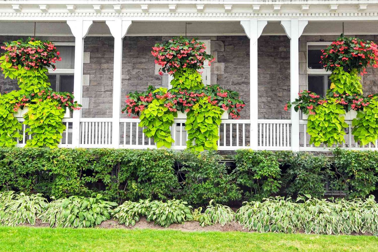 Flora of The Porch