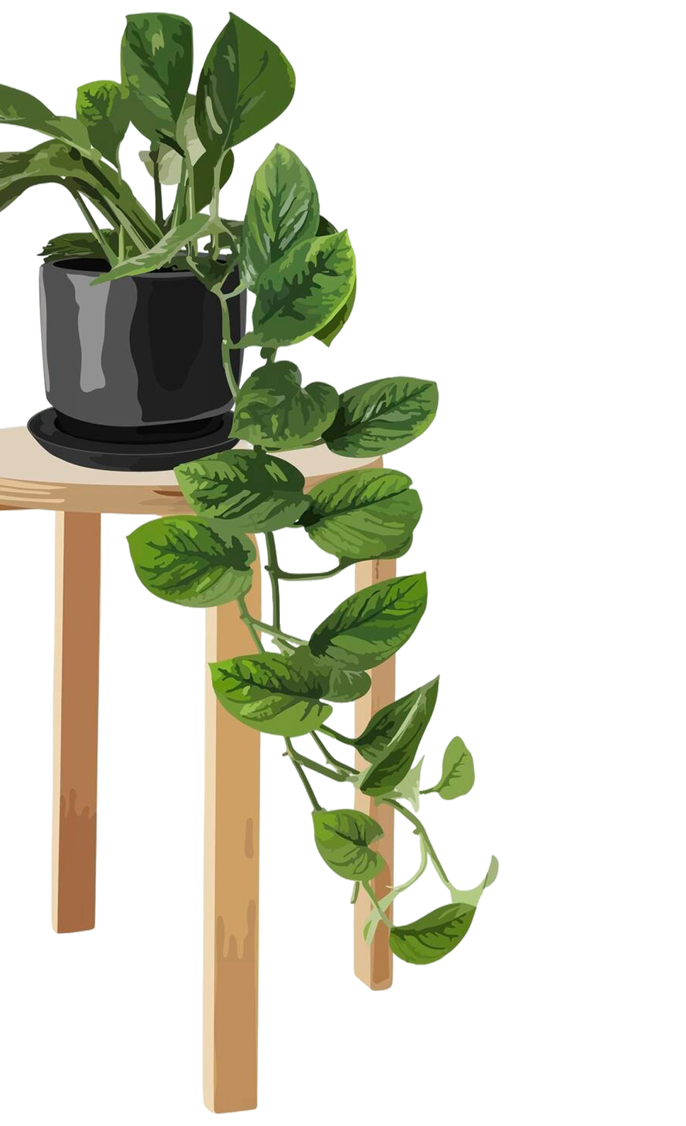 plant